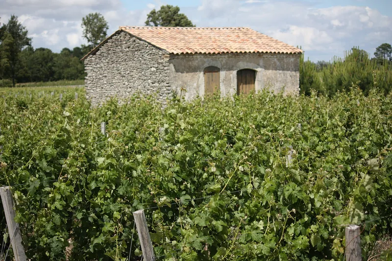 Vine rows in Moulis-en-Médoc — left-bank country between the famous names